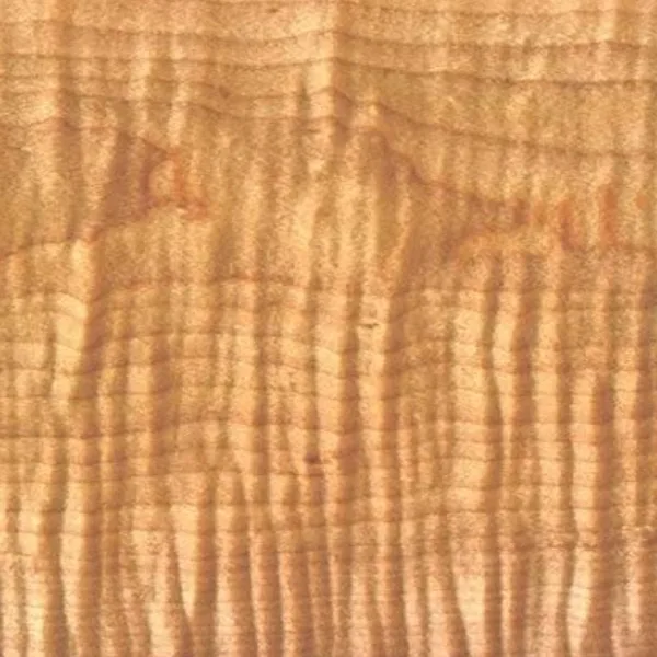 Tiger Maple
